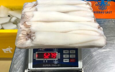 FROZEN WHOLE CLEANED SQUID