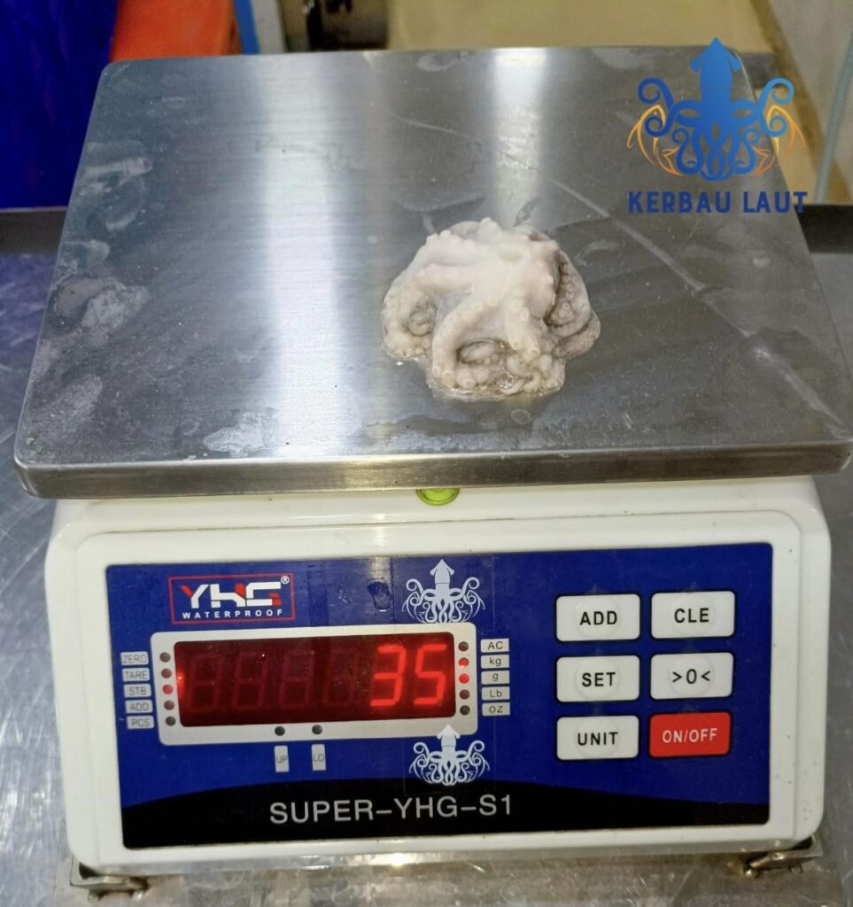  Indonesian Frozen Squid Exporter, Wholesaler, Loligo, Premium frozen seafood from Indonesia, Cephalopods, Land Frozen, Cuttlefish, Baby Octopus, Baby Squid, Whole cleaned, Whole round, IQF, Nett weight, Seafood Manufacturer, Seafood processing, Frozen Squid Supplier West Java, Indonesian Octopus Exporter, Quality Frozen Seafood Supplier, Top Squid Exporter West Java, Top Squid Exporter Indonesia, Top Cuttlefish Exporter Indonesia, Top Baby Octopus Exporter Indonesia, Sustainable Fisheries Indonesia, Indonesia Cuttlefish Supplier, Indonesia Squid Supplier, Indonesia Baby Octopus Supplier, Octopus Wholesaler Indonesia, Squid Wholesaler Indonesia, Cuttlefish Wholesaler Indonesia
