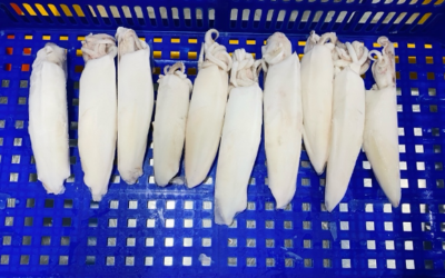 IQF Whole Cleaned Indonesian Squid