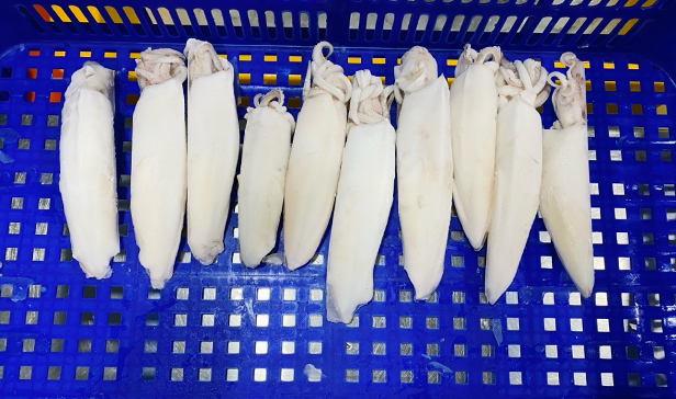 IQF Whole Cleaned Indonesian Squid